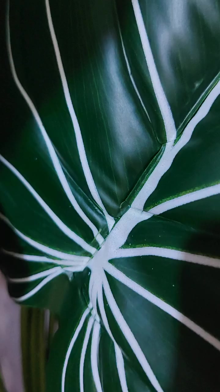 عرض خاص على الأشجار ارتفاع عالي وكثافه والأوراق كبيره وزيتيه قابله للغسل بسعراقل من الجمله سعرالشجره ب(١٥) العرض لفتره محدوده


**إذا كنت صاحب هذا الإعلان وتريد حذفه لأي سبب، رجاءا أرسل رسالة إلى الدعم الفني**