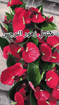 توفرت مجموعة جديدة 
وتشكيلة مميزة من انواع الزهور الجميلة 🌺🌹
الصور راح انزلها  بالتعليقات 👇
للحجز والاستفسار مراسلة الصفحة او واتساب *********** 
 #التوصيل متوفر لكل المحافظات العراقية ب٥ الف فقط 😻
 #بغداد_اجمل #ورد_طبيعي #ورود #ازهار_طبيعية #جمال_الطبيعة #مشتل_زهور_النرجس #بيع_النباتات #بغداد #السليمانية #كربلاء #البصرة #النجف #واسط #الانبار #الموصل #الكوت #عراق #عراقي
