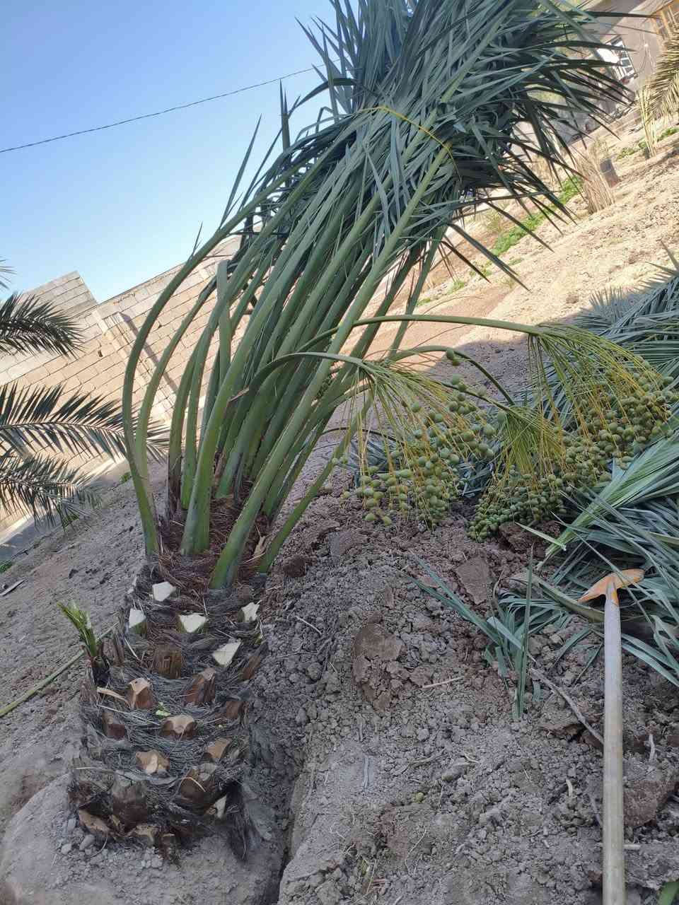 تحياتي للجميع اخوكم رضا الراشد عنواني بصره ابو لخصيب تتوفر امايات برحي هاي الأحجام مثل ماموضح بالفيديو كلش حلوات ***********
