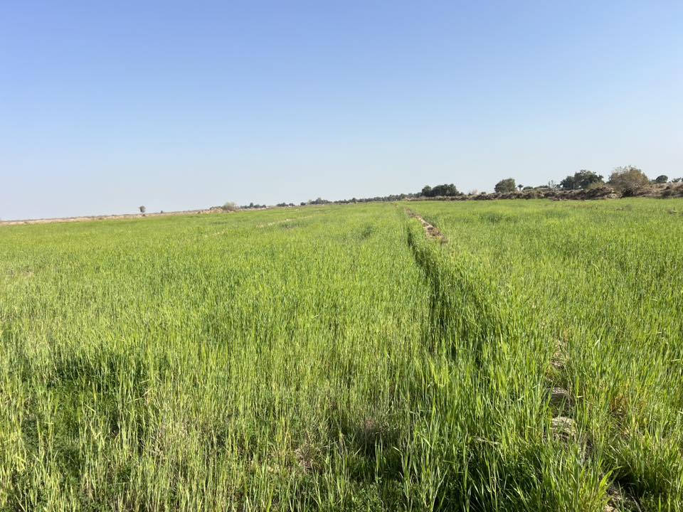 السلام عليكم
زرع للبيع المساحه 12دونم 
مكانه قضاء السدير خلف حي الزهراء بشط الهوا
رقمي ***********
