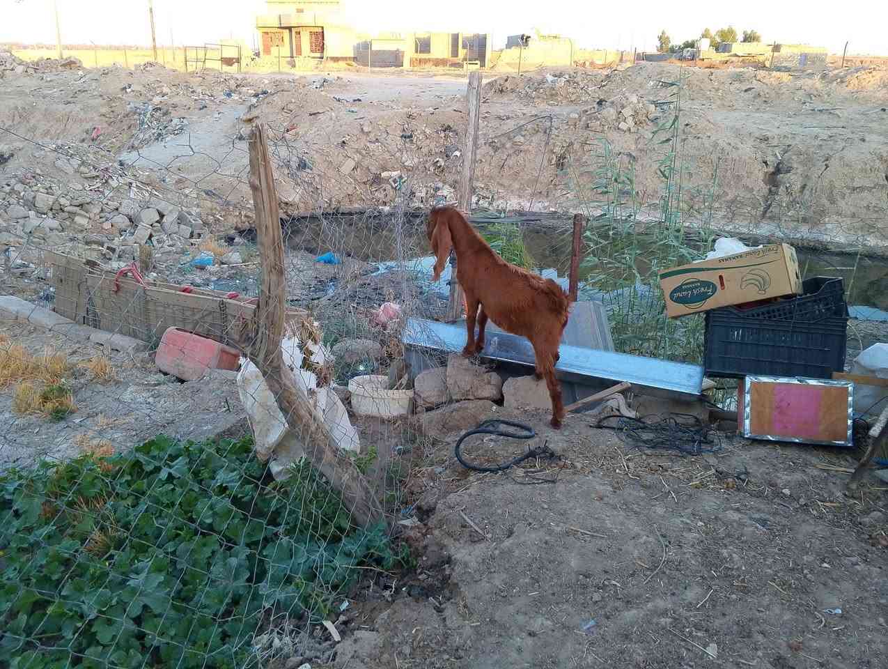السلام عليكم صخل كزكز للبيع مكاني ديالى بلدروز السعر الاتصال على الرقم ***********
