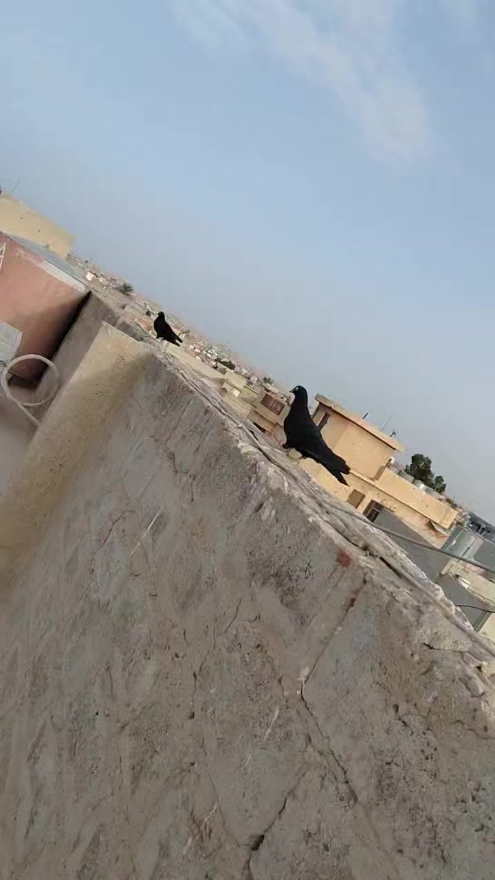 زوج بصراويه فول
زوج تار
زوج فحل


**إذا كنت صاحب هذا الإعلان وتريد حذفه لأي سبب، رجاءا أرسل رسالة إلى الدعم الفني**