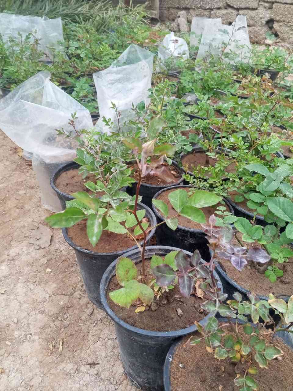 يتوفر شتلات ورد جوري
يتوفر شتلات ورد جوري سعر 3شتلات 5.000الف
توصيل مجاني داخل بلدروز


**إذا كنت صاحب هذا الإعلان وتريد حذفه لأي سبب، رجاءا أرسل رسالة إلى الدعم الفني**