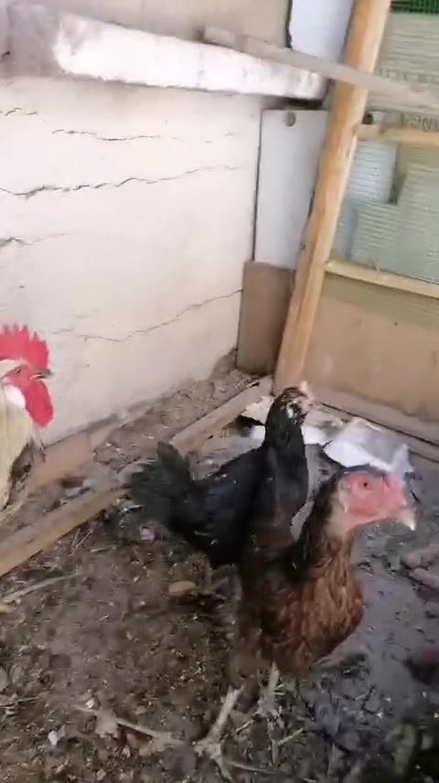 كلمن وسعرة مكاني البصرة القديمة والي ياخذهن كلهن يدلل


**إذا كنت صاحب هذا الإعلان وتريد حذفه لأي سبب، رجاءا أرسل رسالة إلى الدعم الفني**