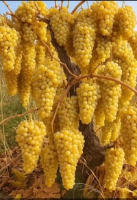 أشجار عنب • ٣-٥ سنوات • حلواني كمالي