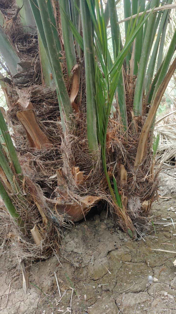 فسائل بحري العدد 3
***********
