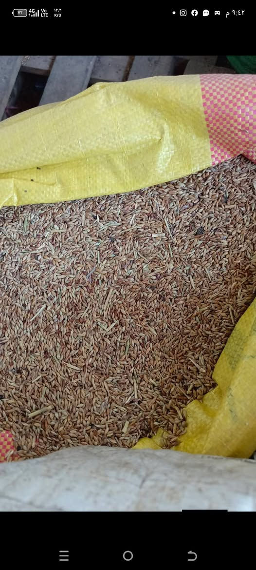 متوفر بذور  (الراي جراس) الافريقي
مواصفات النبات

1-تنمو بسرعة كبيرة 

2_ تزرع في اي وقت في السنة عدا شهور الصقيع الباردة

3_ معمرة بالارض وتبقى لعدة سنوات اذا كانت الخدمة جيدة

4 _ النبتة الواحدة تكون فروع عشبية كثيفة بالقاعدة

5 _يعطي حشات كثيرة تصل الى ثلاث حشات بالشهر صيفا اذا كانت الخدمة التسميدية جيدة و حشتين بالشهر  اذا كانت التسميد ضعيف 

6_ يعطي النبات ارتفاعات عالية تصل من ١٢٠  سم  الى مترين وحسب خدمة الارض

7_ يتحمل ارتفاع درجات الحرارة العالية ويتوقف بالصقيع البارد جدا شهر ١٢ وشهر ١  حيث تجف وتتيبس اوراقه من الاعلى وتبقى القاعدة خضراء لذى يفضل اذا مرت فترة صقيع قص النبات حتى لا يتأثر بالبرد ويضاف اليه اسمدة دافئه مثل الكبريت الزراعي والدمن الحيواني المتحلل والهيومك اسيد العضوي ويعاود النمو بالشهر  ٢  بغزارة 

8_ زراعته جدا سهلة يشبه زراعة الحنطة والشعير

9_ يعطي بذور كثيرة ما بين شهر ٣ الى الشهر ٩ وتعتبر فترة طويلة تستطيع ان تستخرج منه عدة حشات من البذور

10_ يثبت الاوزوت بالتربة اي الناتروجين من الهواء الى التربة لذلك  يحتاج الى اسمدة نايتروجينية قليلة ويحب الاسمدة العضوية الحيوانية

11_ يزرع بالارض وماء البئر متوسط الملوحة فهو يساعد على تخليص التربة من الاملاح

12_ يزرع بالاراضي الفقيرة والطينية الثقيلة فهو يساعد على تفتيتها وجعلها سهلة النفاثية بسبب المجموع الجذري الكثيف والذي يتمدد بالتربة طولا وعرضا وتعتبر هذا الجذور بعد قتل النبات لزراعة الارض مرة اخرى سماد بتموس بعد ان يتحلل بالتربة ليحول الارض الطينية الى خفيفية بمرور الزمن

14_ غني جدا بالبروتين 

15_ تحب اكله جميع الحيوانات من ابقار ماعز اغنام وابل وغيرها وياكله الدجاج والبط بشراهة بعد ثرمه وهذه عن تجربة ويزيد انتاج البيض لانه غني بالبروتين

16_ واخيرا وهي من افضل صفاته انه يهاجم على جميع الحشائش الضارة بالمزرعة ويقضي عليها بالكامل ليقلل على الفلاح جهود ومصاريف مكافحة الحشائش والادغال 
مميزاته
........... 
. تزداد كثافة النبات بعد كل حشة وتزداد ارتفاعانه وكثافته بعد كل سنة عكس باقي النباتات النجيلية 

سعر الكيلو (  ٦٥٠٠ ) 

يوجد حجز توصيل الى بغداد وجميع المحافظات 

هاتف ***********
