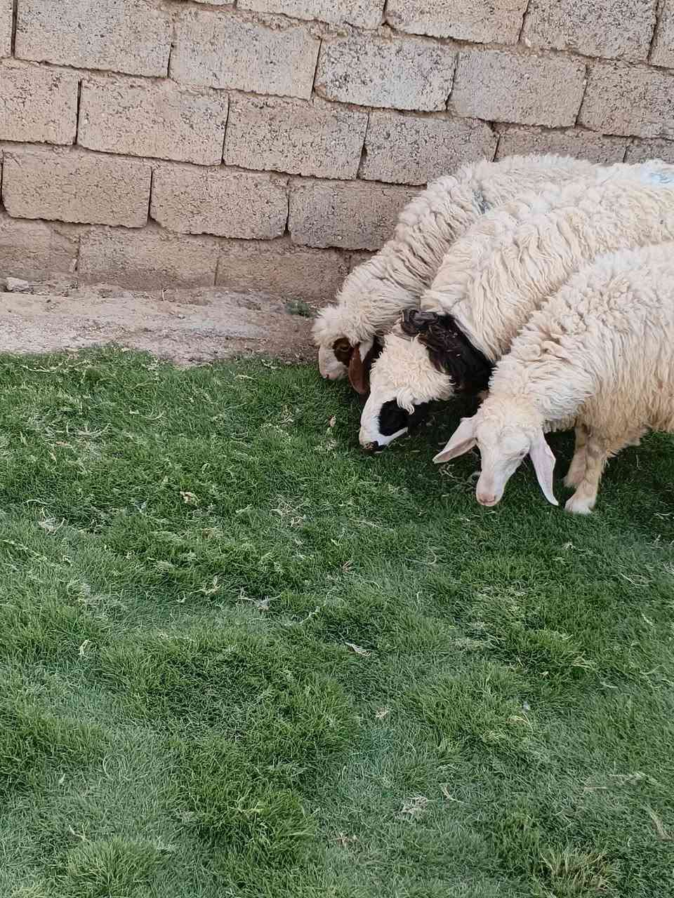 السلام عليكم ورحمه الله
ثلاث فطايم للبيع فطايم حلوات 
 يرهمن جنيه ويرهمن كصابة 
القيارة قرية الحاج علي خربة شمام 
***********
***********
