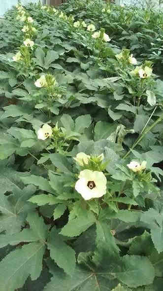 يوجد بذور بانيه سلطانه درجه اولى بغداد الطيفيه 
***********
