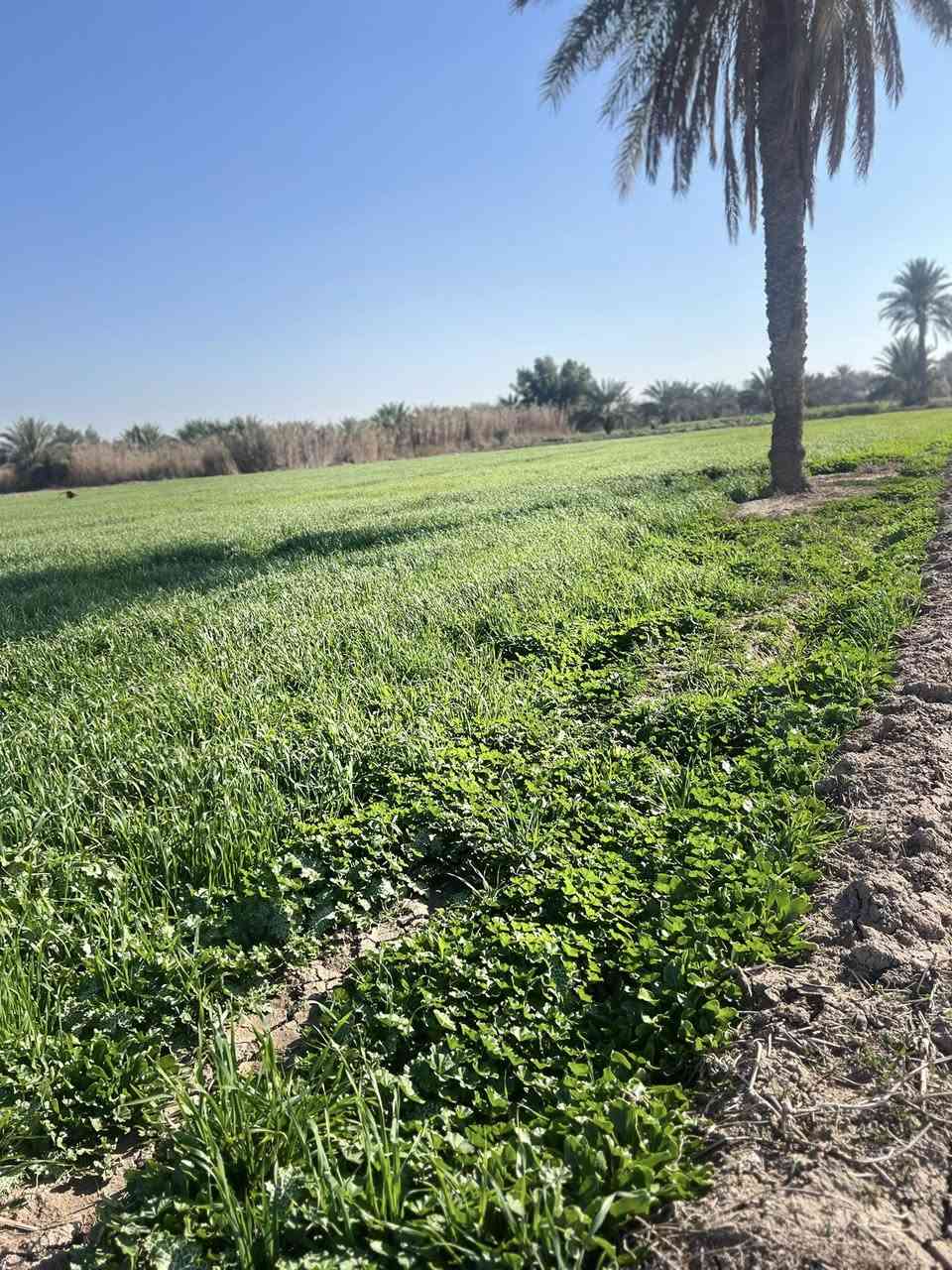 السلام عليكم ارض زراعيه للبيع
5 دوانم ينباعن كلهن سوه لحد يخابر يكلي اريد دونم 
موقع فرع المصلخ القطعه الأولا تبعد عن تقاطع الجسر 600م 
ماي شته صيف خير من الله متوفر ومينكطع 
الأستفسار.  ***********
