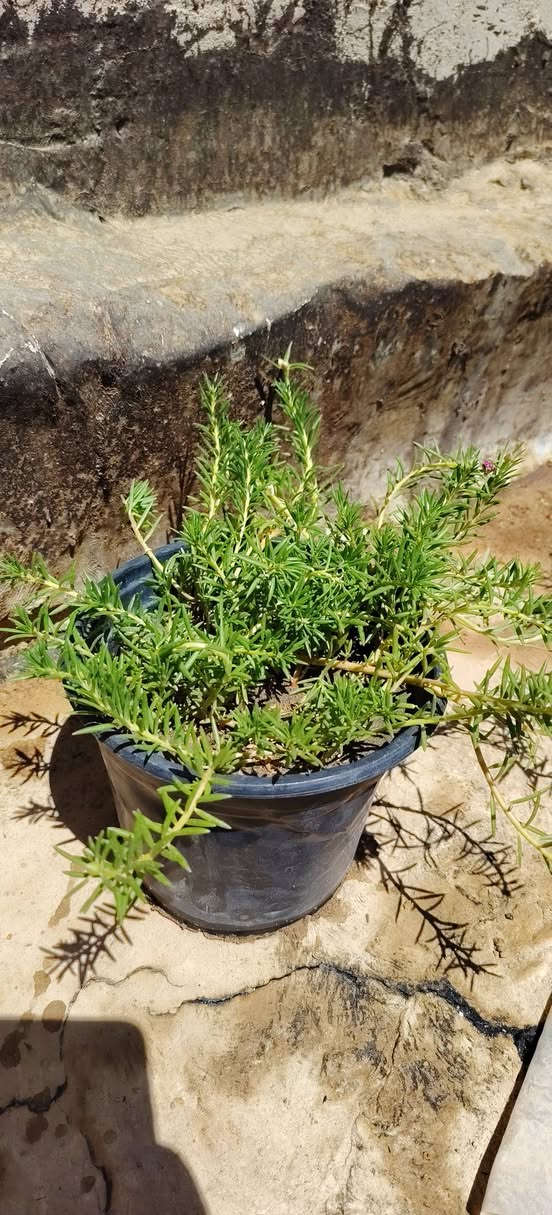 متوفر ورد الصباح العراقي السندانه زغيره الف دينار بيه لونين ازبري وابيض لو ازبري واصفر مااعرف بعد
والسندانه الجبيره بيه اكثر من لون سعرها الفين
للاستفسار واتساب*********** يوجد توصيل داخل النجف فقط
بالنسبه للناس الي يعلقون تعليق سلبي ويكولون غاليه اسعارج والمفروض توزعين ابلاش رحمه لاهلك لتعلق لان متعرف وضعي 
رفعو المنشور بروح موتاكم 
متوفر ورد الصباح العراقي السندانه زغيره الف دينار بيه لونين ازبري وابيض لو ازبري واصفر مااعرف بعد
