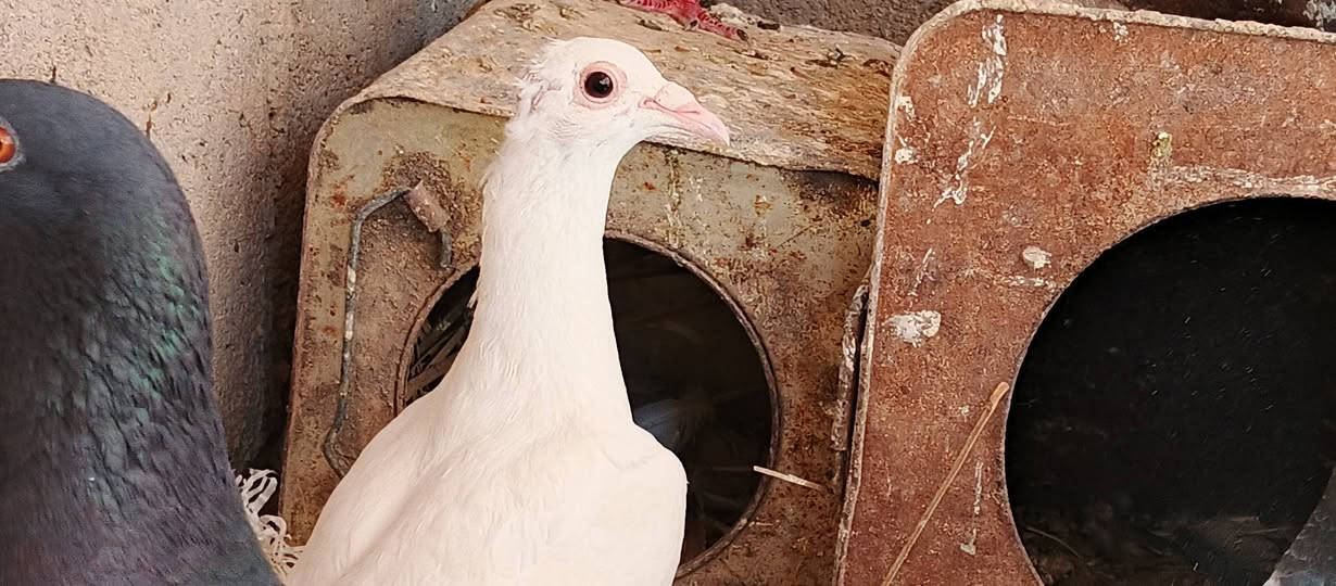 سلام عليكم حمام زواجل وبيتنجانيه للبيع اكثر التفاصيل خاص ويرهم مراوس بطيور حب او بلابل اليفه او فناجس او وصاويص  وتفاصيل خاص


**إذا كنت صاحب هذا الإعلان وتريد حذفه لأي سبب، رجاءا أرسل رسالة إلى الدعم الفني**