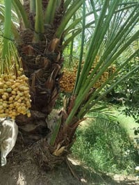 امايات قلع بطينته • ارتفاع من متر • واسط الصويره