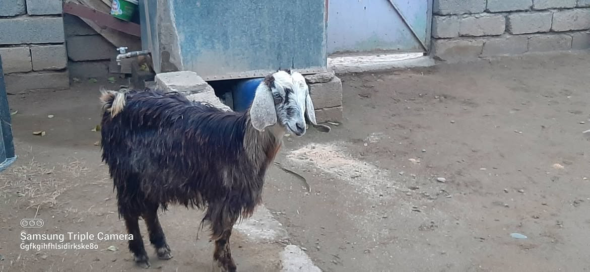 يوجد صخلة شرط نصاحه سعر 150 مكان بيجي حي العصري رقم الهاتف ***********,***********
