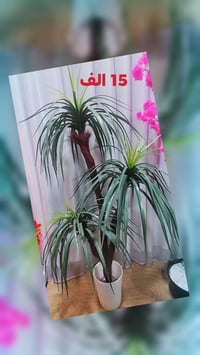 حجز • مراسلة الصفحة • حديقة