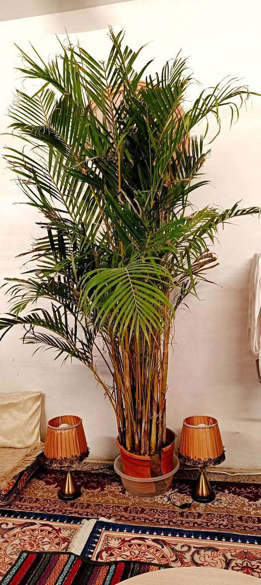 للبيع نخل للزينه داخليه ضليه عدد 3 سعر الواحده 75 الف مكاني الدوره حي الصحه


**إذا كنت صاحب هذا الإعلان وتريد حذفه لأي سبب، رجاءا أرسل رسالة إلى الدعم الفني**