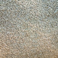 حنطه • صنف نزار • طنين