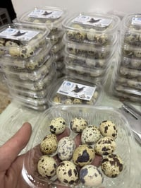 بيض سمان • مريعي • تكريت صلاح الدين