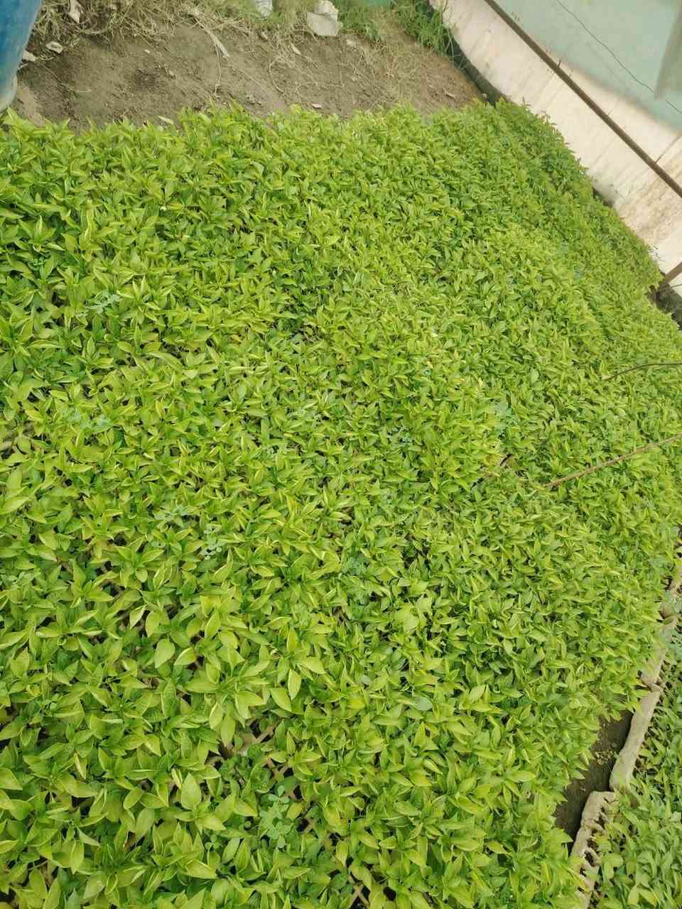 نعلن عن توفر دايات🌱 جميع المحاصيل الموسمية
بيذنجان عراقي سعر الطبقة 7000
بيذنجان سوري سعر الطبقة 7000
فلفل بارد، وحار 6500
طماطة 6500
بانية 10.000
موقع المشتل كربلاء طويريج ناحية الخيرات منطقة شط مله
***********
***********
#كربلاء_بابل #اشجار_فاكهة #حرب
