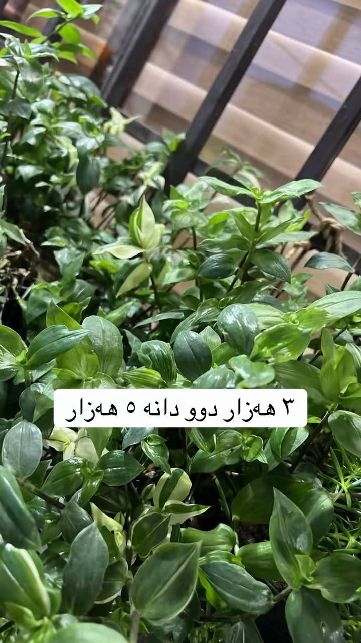 سڵاو ئەم گوڵانە بۆ فرۆشتن نرخیان لەسەر نوسراوە سلێمانی گەیاندن هەیە


**إذا كنت صاحب هذا الإعلان وتريد حذفه لأي سبب، رجاءا أرسل رسالة إلى الدعم الفني**