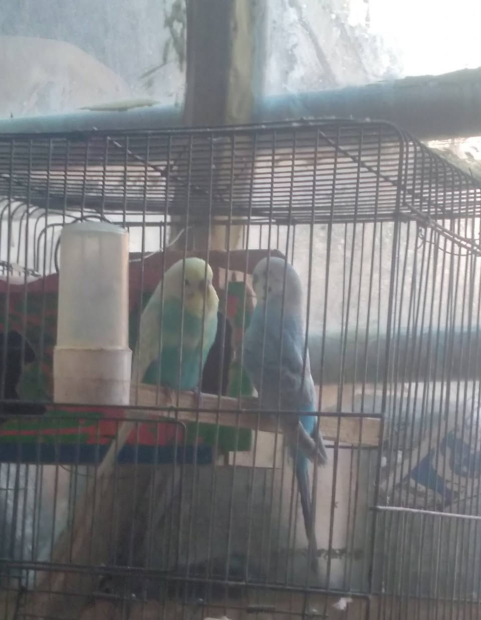 سلام عليكم عدي هذن اطيور حب للبيع مرخصة الادمن


**إذا كنت صاحب هذا الإعلان وتريد حذفه لأي سبب، رجاءا أرسل رسالة إلى الدعم الفني**