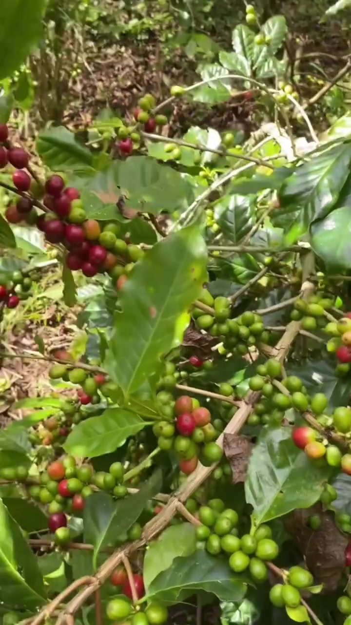 A nova safra de café do Brasil já começou oficialmente!

Em todas as regiões produtoras de café do Brasil, os produtores estão colhendo cerejas de café frescas e maduras, dando início à safra de 2026.

Nova safra. Novas oportunidades. Café brasileiro de qualidade excepcional.

Entre em contato para disponibilidade e preços da nova safra.

📧 Email: braziljuta@outlook.com
📱 WhatsApp: +601161796495

#BrazilCoffee #NewCrop #CoffeeHarvest #GreenCoffee #arabicacoffee100


**إذا كنت صاحب هذا الإعلان وتريد حذفه لأي سبب، رجاءا أرسل رسالة إلى الدعم الفني**