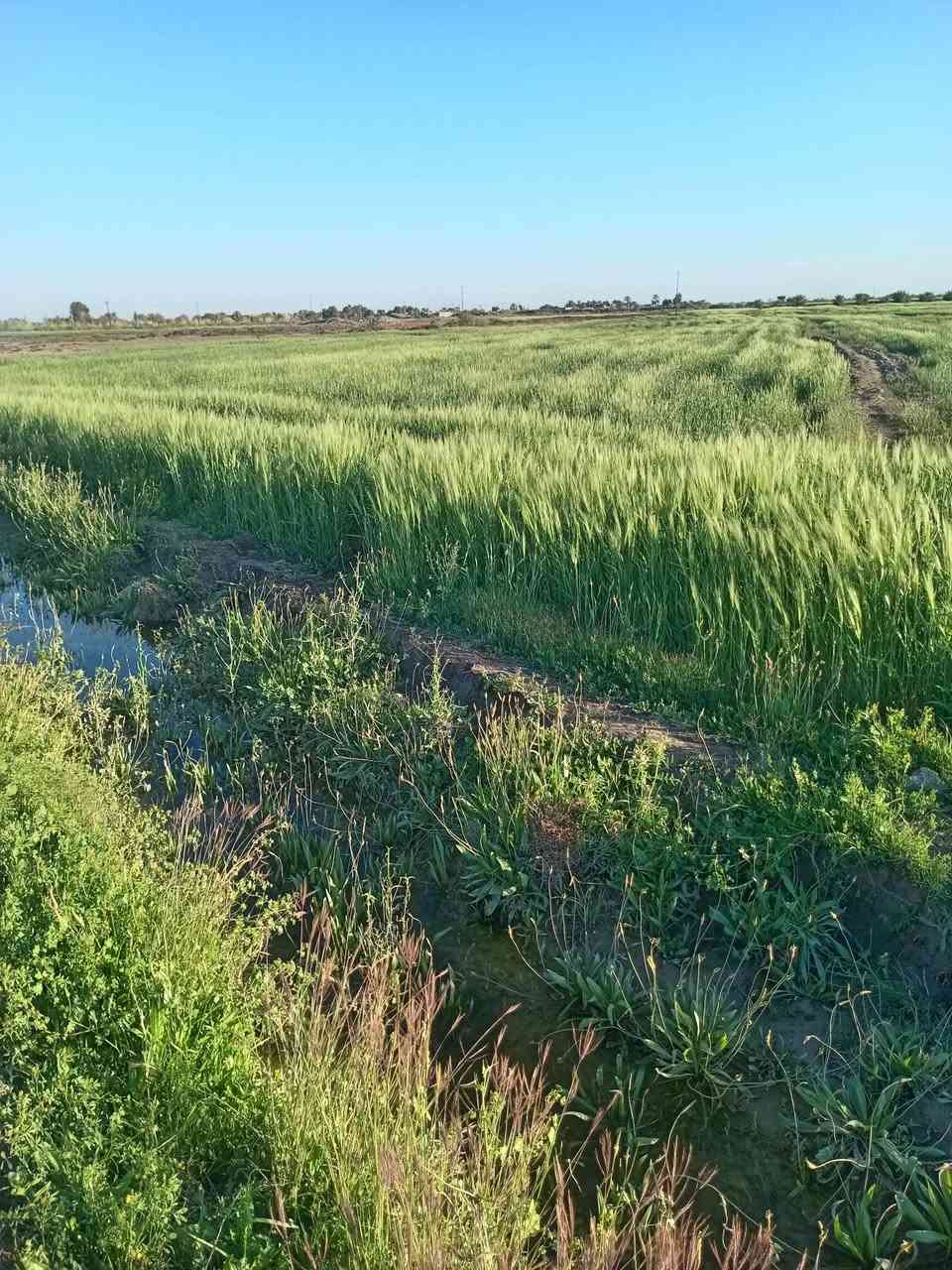 سلام عليكم يوجد شروه اللبيع زرع مساحه تغريبن ٣٥ دونم مكان قضاء النصر على طريق نعوميه قريت المحروت وشراي بخدمته ***********
