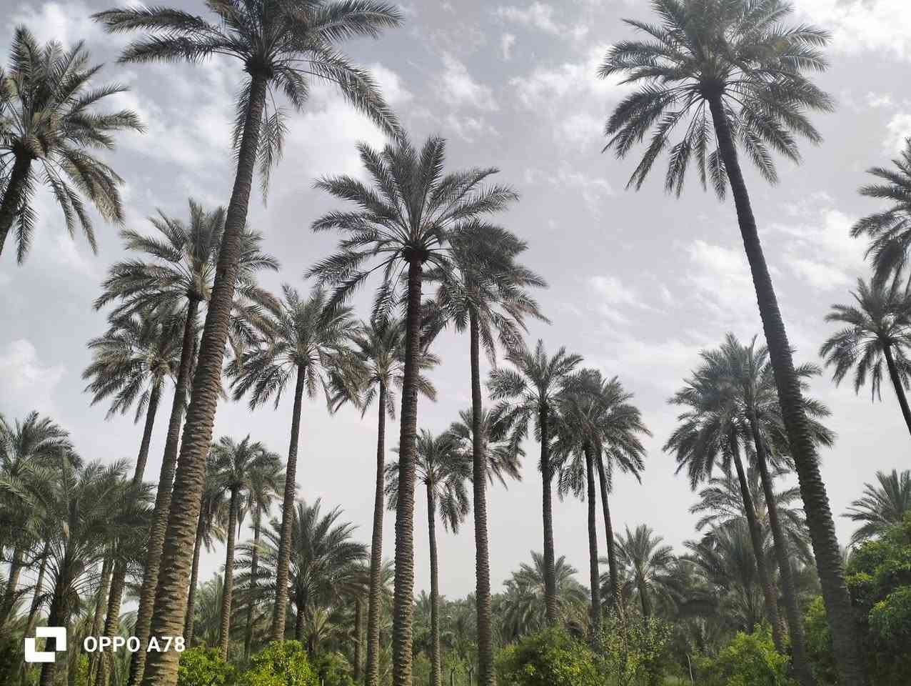 السلام عليكم
بسبب الوعود الوعود الكاذبة
تم اعادة النشر ..
نص دونم للبيع طابو سند (25) مسيج بالكامل ومعزول PRC ويتحول باسم المشتري بالطابو شرط

مساحة بالسند (1306) متر 
مرتبة (الواجهة 25 ونزال 50)

بيه تقريبا 22 نخلة وحمضيات واشجار

الموقع:
 الصويرة يبعد عن جسر الصويرة تقريبا 2 كيلو بالنزله مال جحيشات مال شيطرة بضهر الكهوة قريب على مضيف الشيخ عدنان وقريبه علي الكهرباء والمي مشترك مع باقي المزارع وبي حاليا فلاح لازم البستان كله ومداري والصور توضح كلشي

سعر البستان (((70))) مليون وبي مجال 

اي اسالة او استفسار على الرقم ***********
او 
***********
