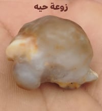 حجر زوعة حيه • ذي قار شطره