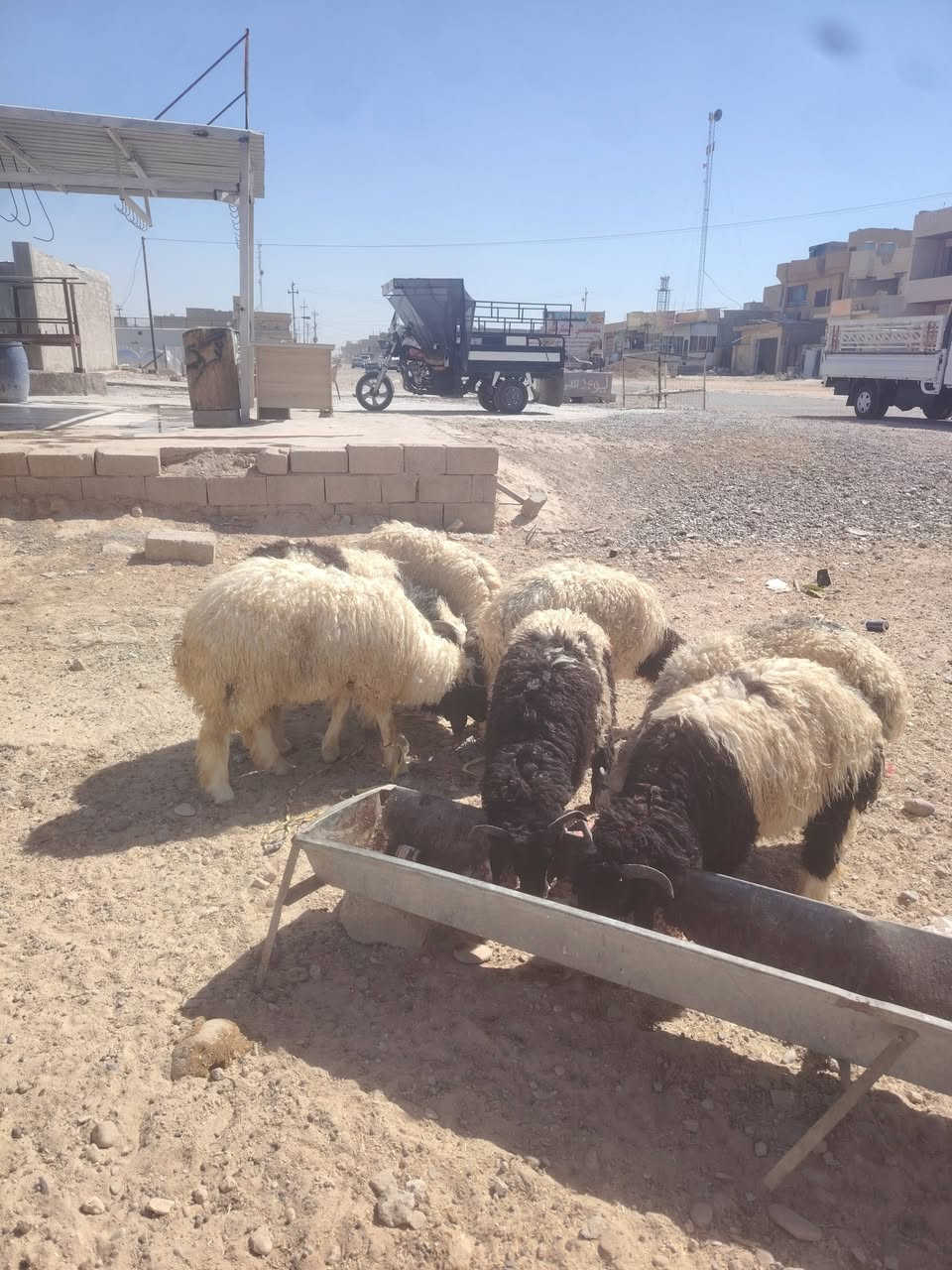 يوجد طليان للبيع  طليان خشنات وسمان المكان تكريت الديوم المحل مالتي مقابيل سوق الجمعه هدا رقمي ***********
