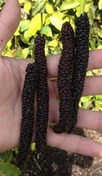 تكي هندي سلبوحي • أحمر • ٤م