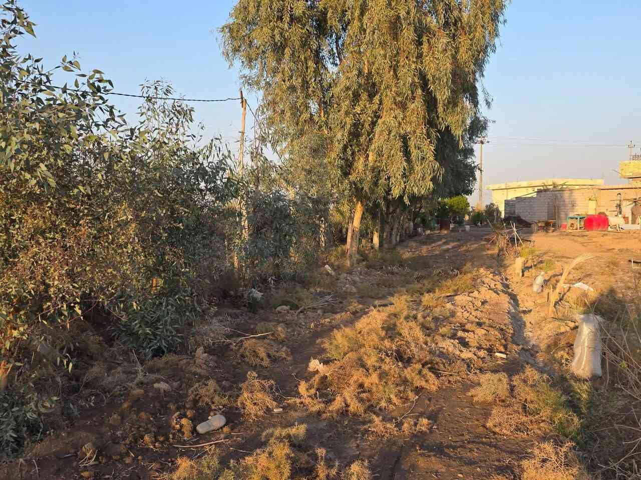 مزرعه للبيع 4 دوانم وجها  ع تبليط تبعد عن طريق الدغارة ديوانيه 700 متر// بيه مشتمل سند 25 بيها اجازه بستنه   خلف مطعم 🍴 واثق قرب معمل الزفت/***********
