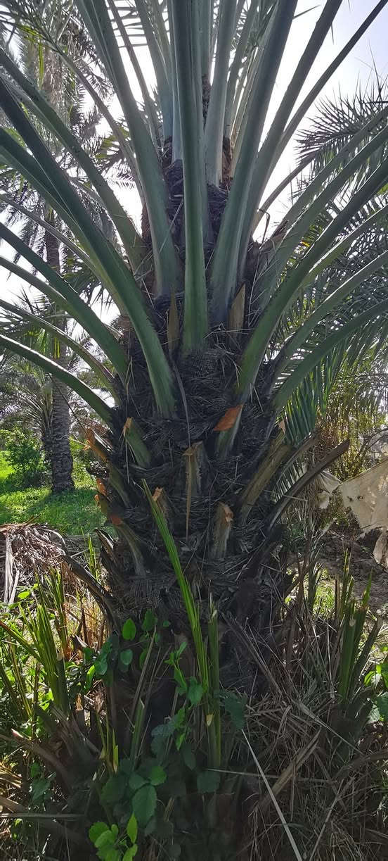 متـــــوفــــر
كــــراااااااين زهدي مثل ماواظح بالصوره
متـــــوفــــر فسائل خضراوي مندلي
متــــــوفــــر فسائل بـــربــن
متــــــوفــــر فسائل خضراوي بصره
متــــــوفــــر فسائل خستاوي حــر
***********
