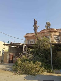 تقطيع الأشجار والنخيل في بغداد كرخ ورصافه للاتصال 07765311716 07823250...