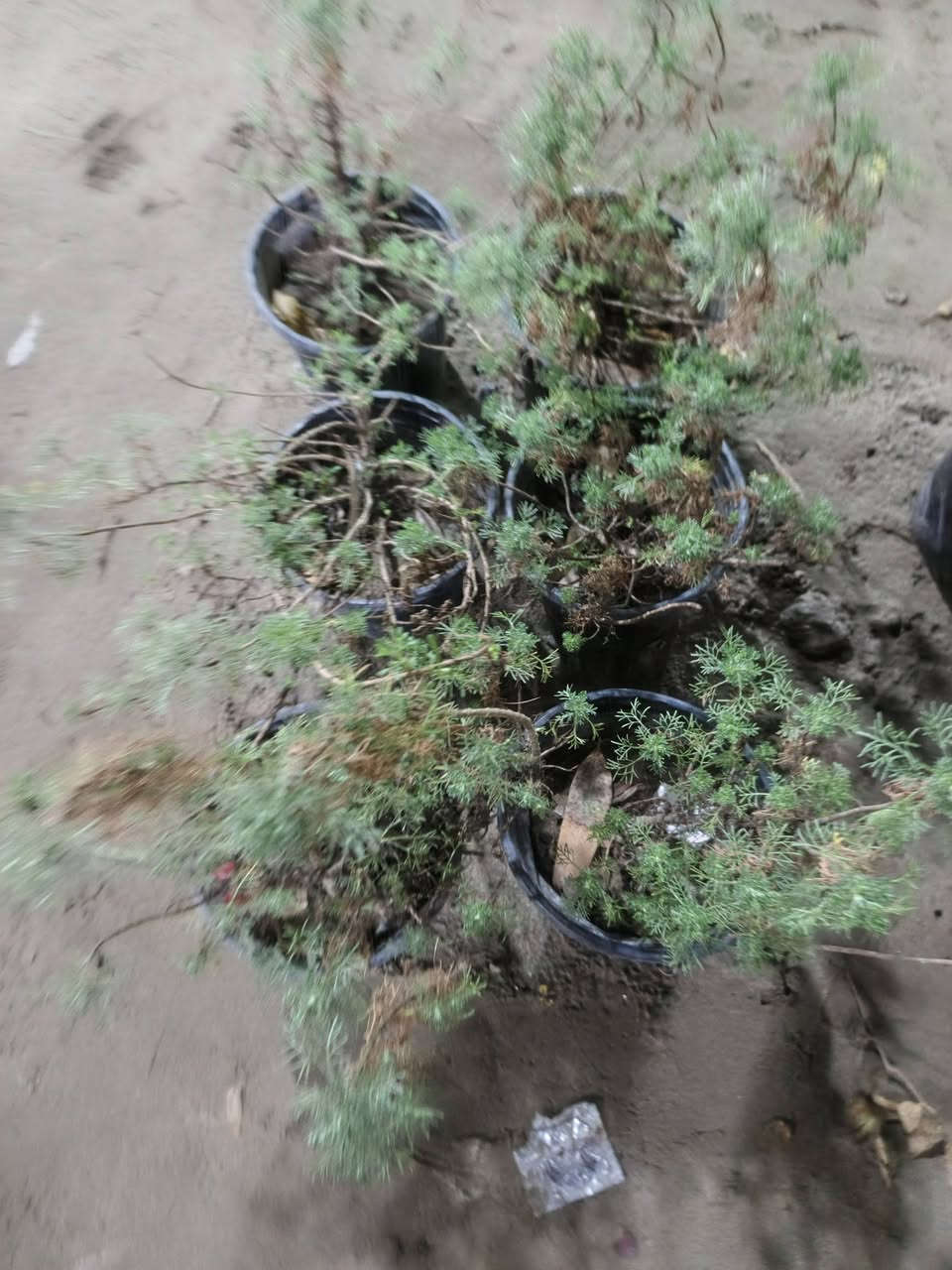 يتوفر أنواع الورد والشتلات يتوفر توصيل داخل الحسينية الف دينار عنواني بظهر سوك الصغير مقابيل فرع الباله


**إذا كنت صاحب هذا الإعلان وتريد حذفه لأي سبب، رجاءا أرسل رسالة إلى الدعم الفني**