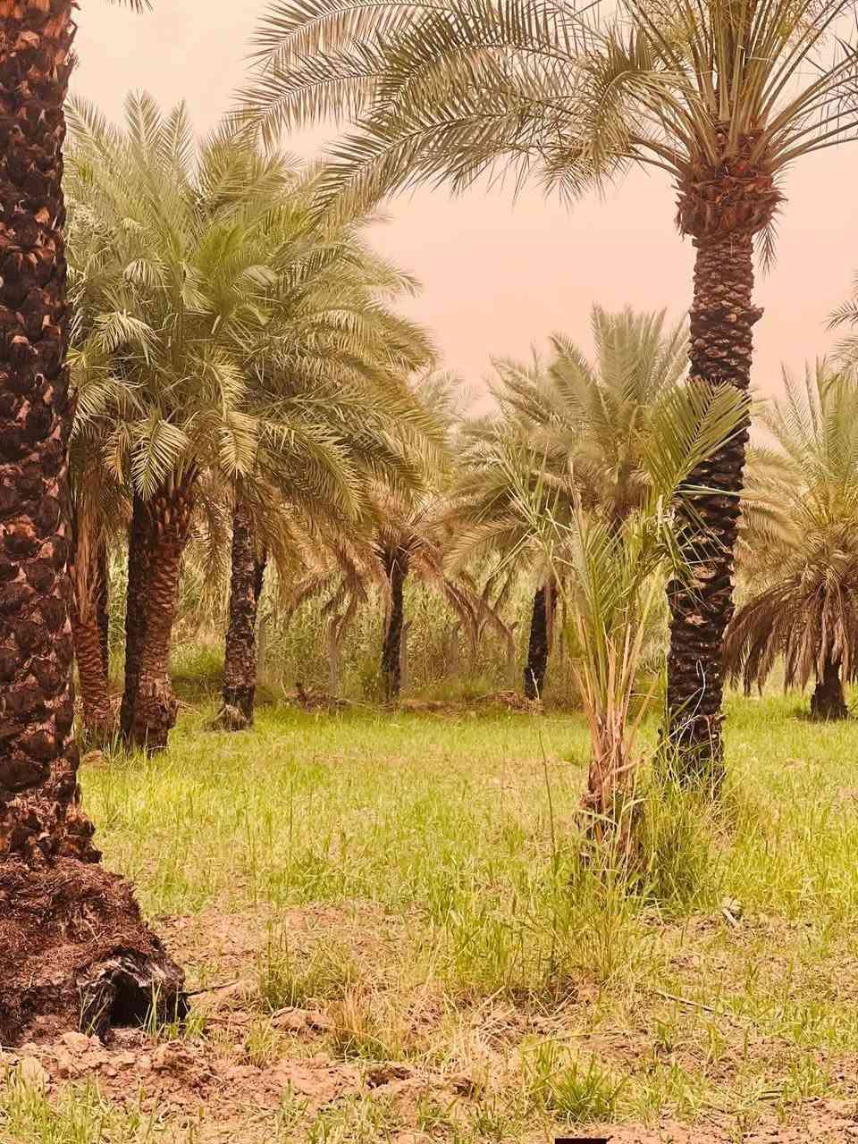 السلام عليكم 🌿

ثلاث دوانم للبيع
طابو سند 25 زراعي، خدمات كاملة 🌟

🔹 واجهة الدونم الواحد 30 متر
🔹 تصلح سكن واستثمار
🔹 الأرض بستان كامل وحلو وجاهز 
🔹 موقع مرتب وقريب جداً من الشارع العام
🔹 تبعد 400 متر فقط عن الشط 

📍 موقع مميز وهادئ وترهم للمشاريع أو السكن

للاستفسار أكثر الاتصال على الرقم ***********
