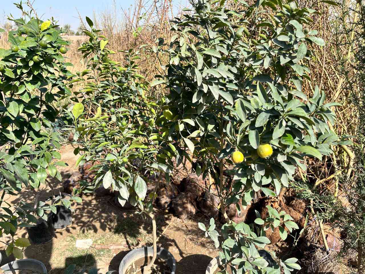 توفر لدى مشتل الزهراء  جمله مفرد كافه اصناف الاشجار 
عنب  حلواني  تفاح براهيمي و شرابي عرموط صيفي ثيل هندي بأنسب الاسعار مشروع المسيب شارع ابو الجاسم ع  
اي استفسار  ***********
