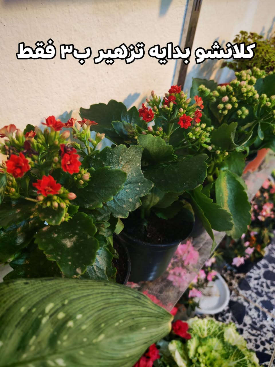 متوفر كميه قليله والاسعار عالصور 🥰


**إذا كنت صاحب هذا الإعلان وتريد حذفه لأي سبب، رجاءا أرسل رسالة إلى الدعم الفني**