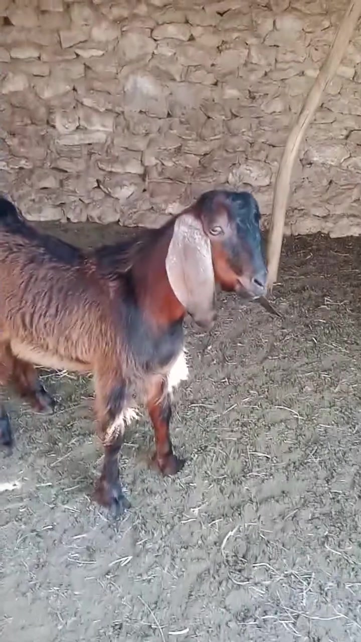 بسم الله ماشالله
اخوان متاح جدي مقفل لحم خاصم الصلاة على محمد ضهره  ما ينجس يرهم ذبح يرهم فحل شتريده يرهم ما شاء الله سعره 250 قفل 🔒  ***********
