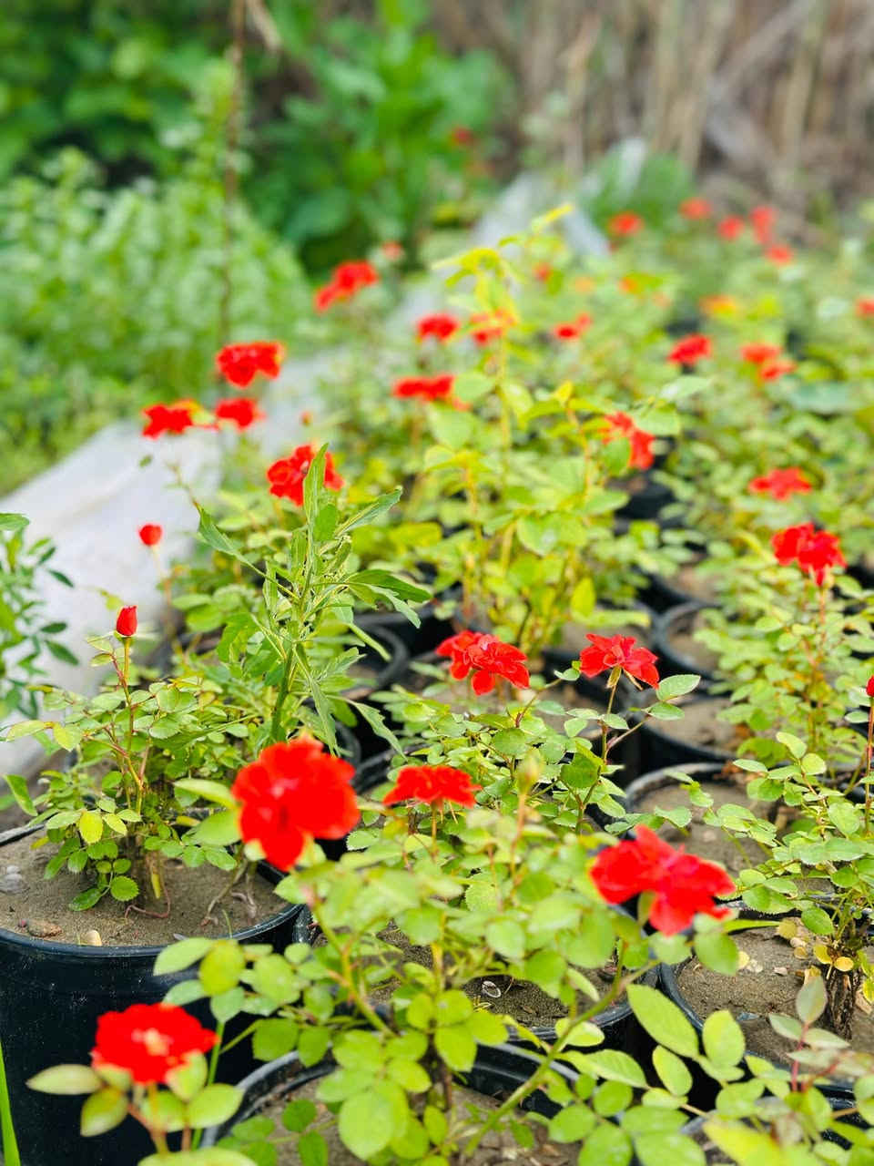 توفر الورد الجوري بكافة الانواع والاوان كلشي جديد تلكا يمنه داخل
مشتل النورين 
 #عنوانه_شارع_الغطاس_خلف_المجمع_السوري 
🚘🚖توصيل داخل صويره فقط 
  ***********
...***********
