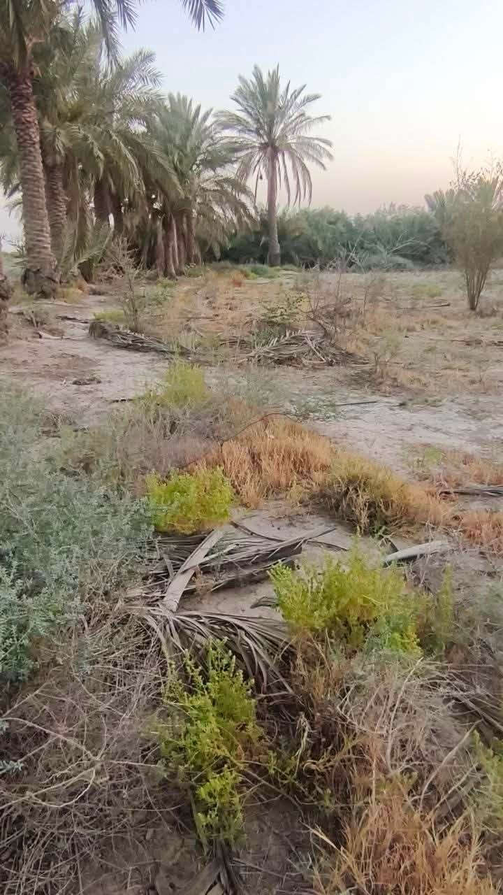 بستان دونمين نخل حمال كاع حلوه كافة الخدمات ماء وكهرباء شارع مكانه الناصريه
الفريحي السعر ٦٠ قابل للتفاوض رقم الهاتف

‭***********‬
