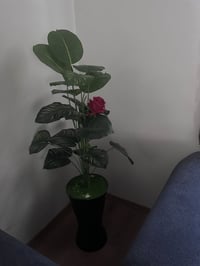 اربيل • زرع • تيبلام