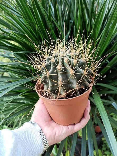 تشكيلة من صبار الطبيعي ملون 🌵🌵
خلي نبتتك توصلك للباب بدون عناء 🌿🚚
بابونج ستور 🌼 يوفر لكم أجمل نباتات الضلية والخارجية وبأسعار مناسبة وجودة مضمونة ✨
اختار نبتتك واترك الباقي علينا… التوصيل متوفر لكل أحياء الموصل والمحافظات.

للطلب والاستفسار: ***********
بابونج… نبتة تغيّر مزاجك وتضيف روح لبيتك 💚🌼
