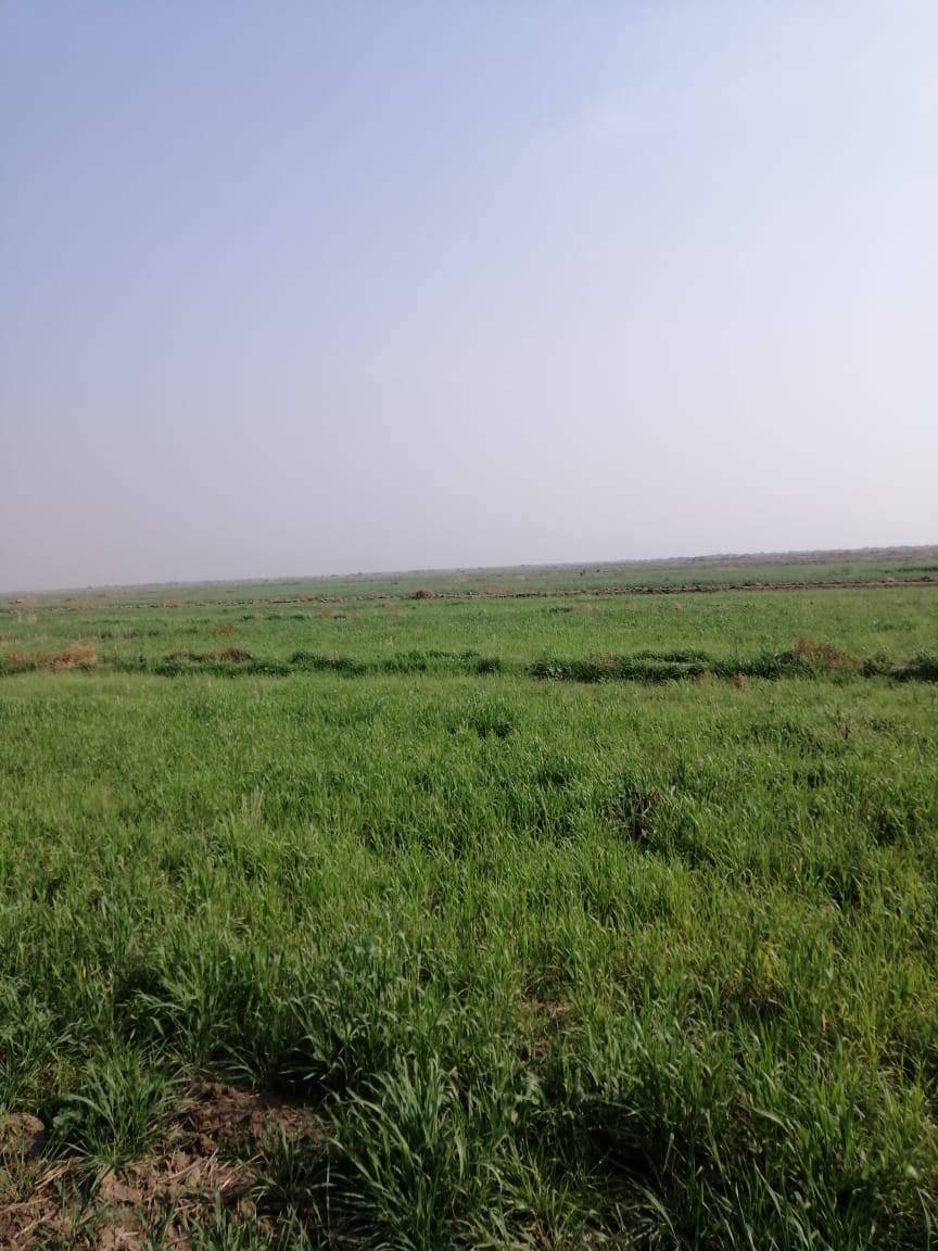 أرض زراعيه للبيع 270دونم بالقرب  من نهر الفرات المكان سوق شيوخ العكيكه ناظم كرمة حسن منطقه ال دخيل السعر  على الخاص ***********
***********
