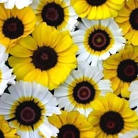 بذور عين البقرة • توصيل لباب البيت • السماوه