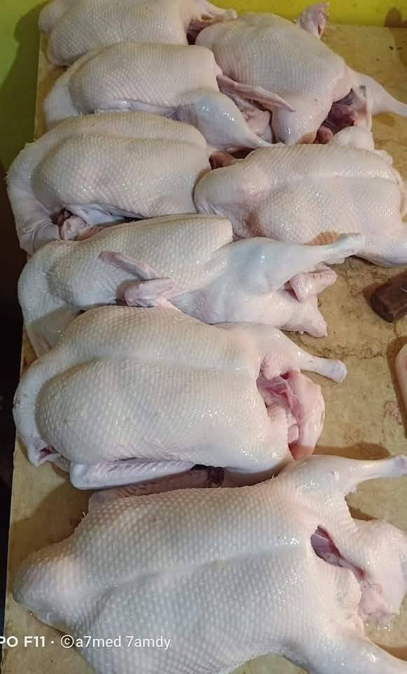 متوفر اليوم  خضيري عراقي درجه اولى 
سعر الزوج 25 الف تنضيف تقطيع مجاني 
للحجز *********** بي واتساب 
او مراسلة الصفحه 
تتوفر خدمة التوصيل داخل النجف والكوفه اقضيه ونواحي 
العنوان النجف الأشرف بداية ملحق الروان مقابل حلويات المنار
