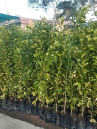 مشتل القصيرين • شتلات سندي • مقابل مجمع ياسر شلال