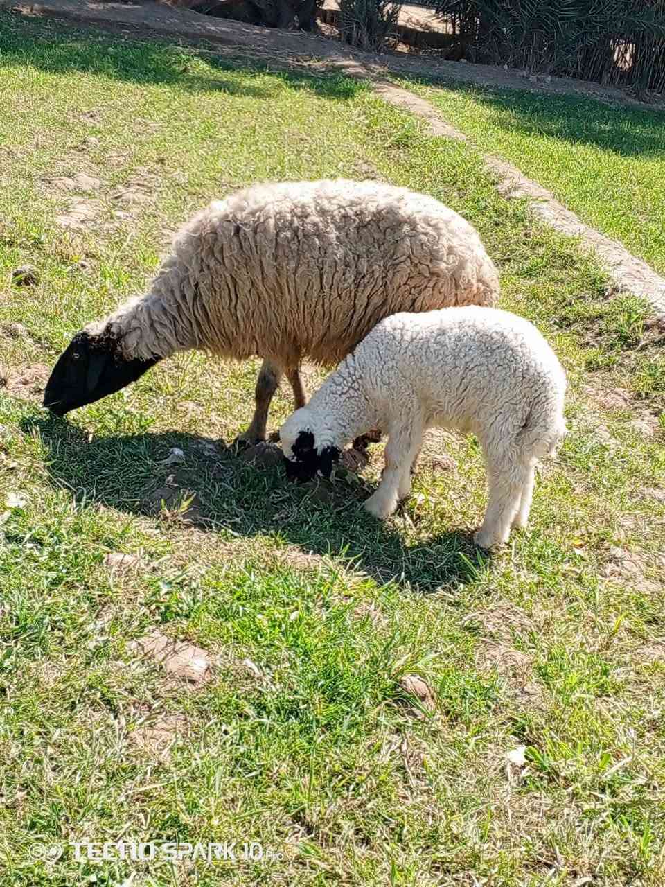 السلام عليكم اخوان متاح نعاج مطافيل وراهن افحله الي يريدهن يعلق او يتصل ***********
