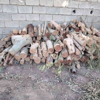 حطب • قلم طوز • بعدو اخضر