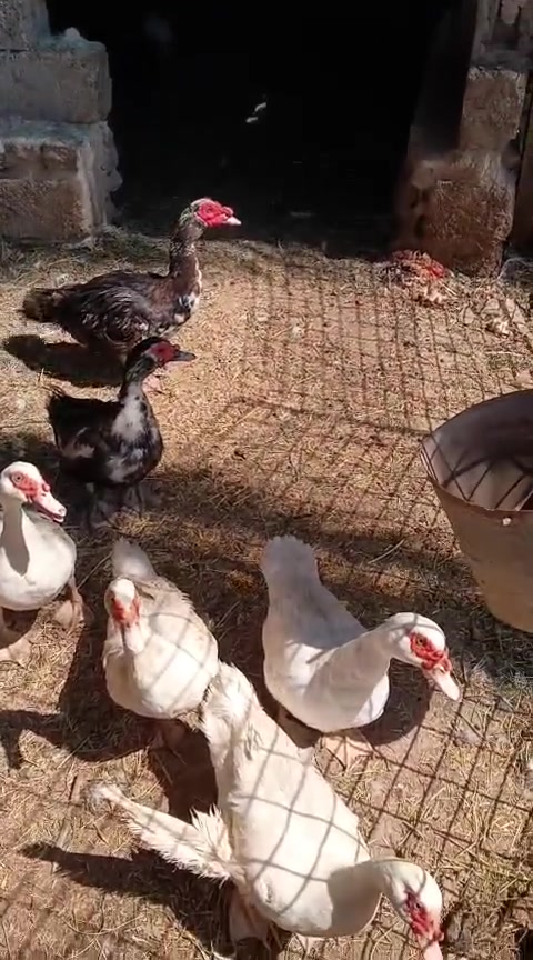 بط مصري ٧اناثي وفحل واحد صغير زوج ب ٣٠ واذا شلع بيها مجال


**إذا كنت صاحب هذا الإعلان وتريد حذفه لأي سبب، رجاءا أرسل رسالة إلى الدعم الفني**